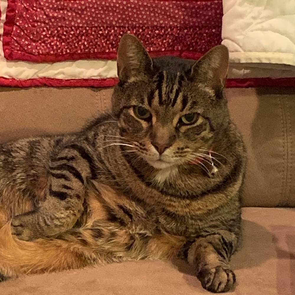 Meet your Posher, Rosie